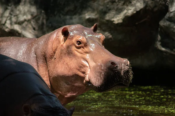 Hippopotamus — Stock Photo, Image