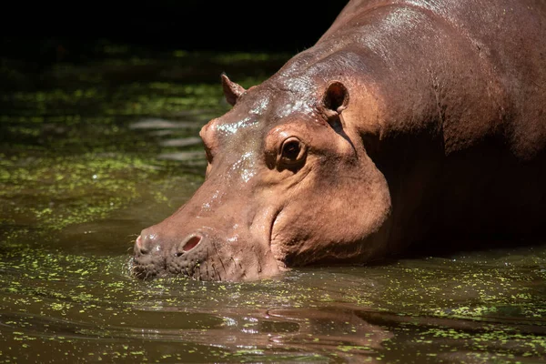 Nilpferd — Stockfoto