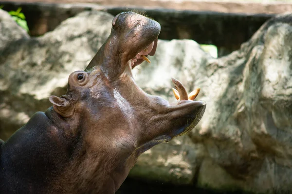 Hippopotamus — Stock Photo, Image