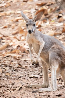 kanguru