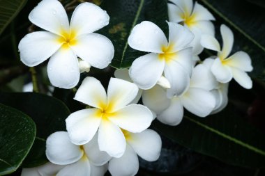 Plumeria