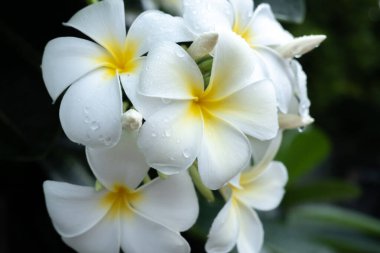 Plumeria