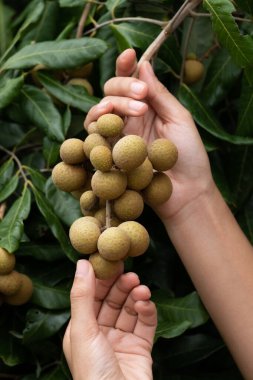 Longan 'la ilgilenmek.