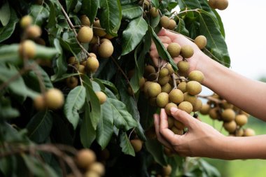 Longan 'la ilgilenmek.