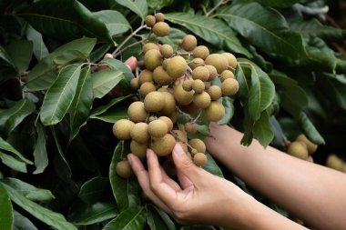 Longan 'la ilgilenmek.