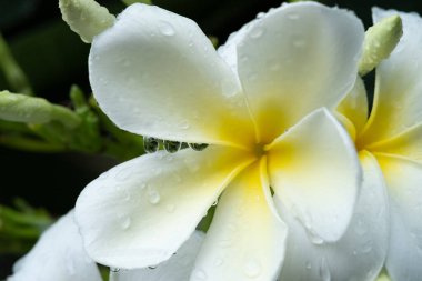 Plumeria çiçekler