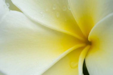 Plumeria çiçekler