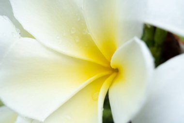 Plumeria çiçekler