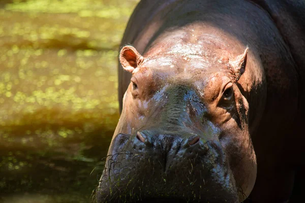 Hippopotamus — Stock Photo, Image