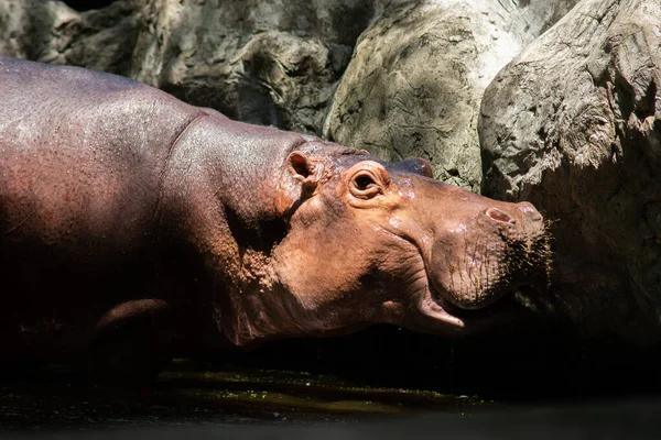 Hippopotamus — Stock Photo, Image