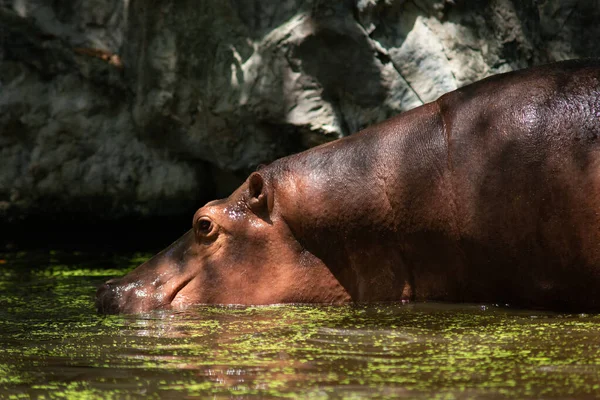 Nilpferd — Stockfoto