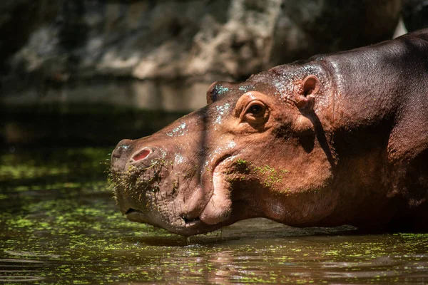 Nilpferd — Stockfoto