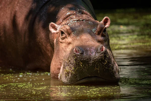 Nijlpaard — Stockfoto