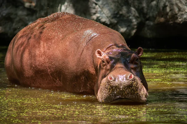 Hippopotamus — Stock Photo, Image