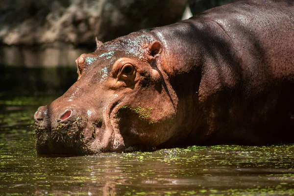 Nilpferd — Stockfoto