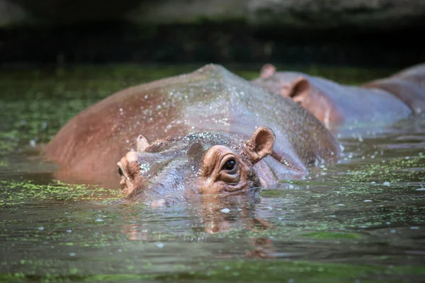 Hippopotamus — Stock Photo, Image