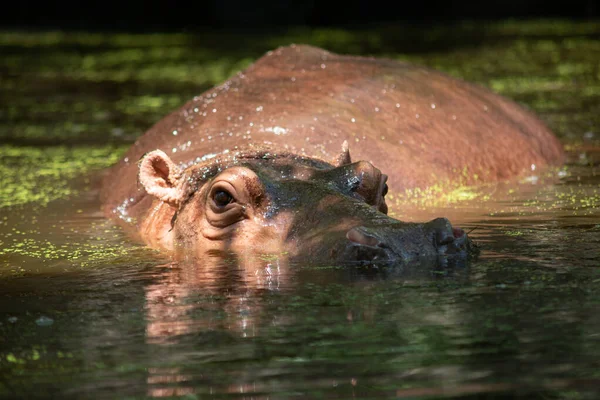 Hipopótamo —  Fotos de Stock