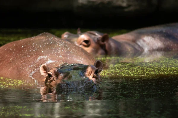 Hippopotamus — Stock Photo, Image