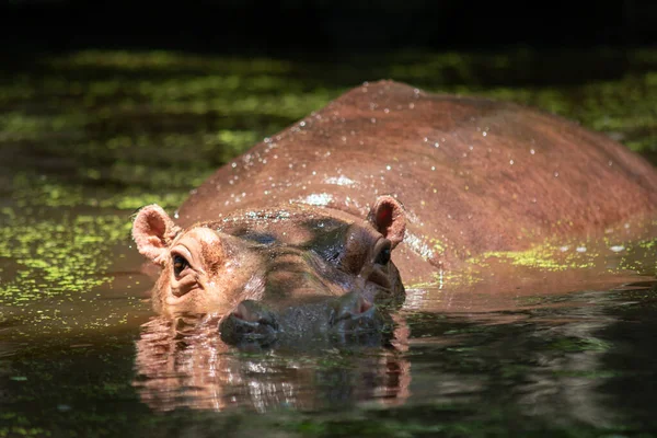 Nilpferd — Stockfoto