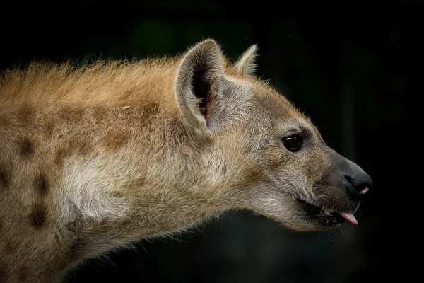 鬣狗 — 图库照片