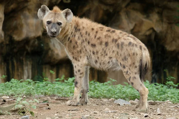 Hiena — Zdjęcie stockowe