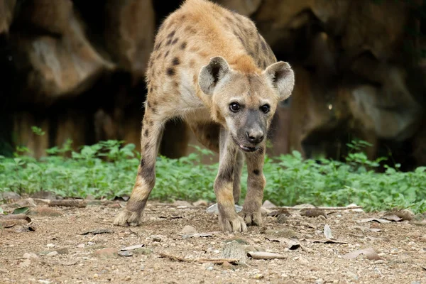 Hyena — Stockfoto