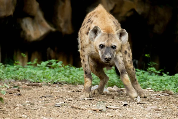 Hyena — Stockfoto