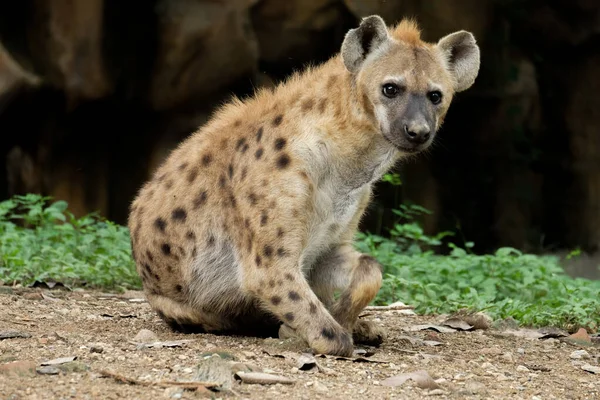 Hyena — Stockfoto