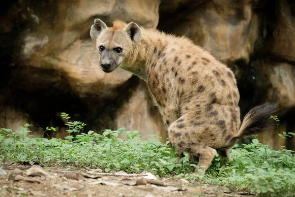 Hyena — Stock Photo, Image