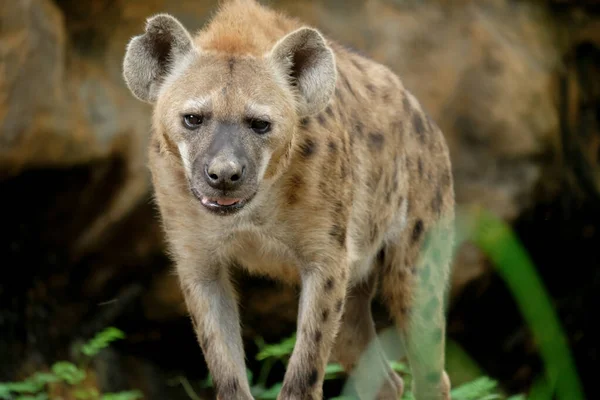 Hyena — Stock Photo, Image