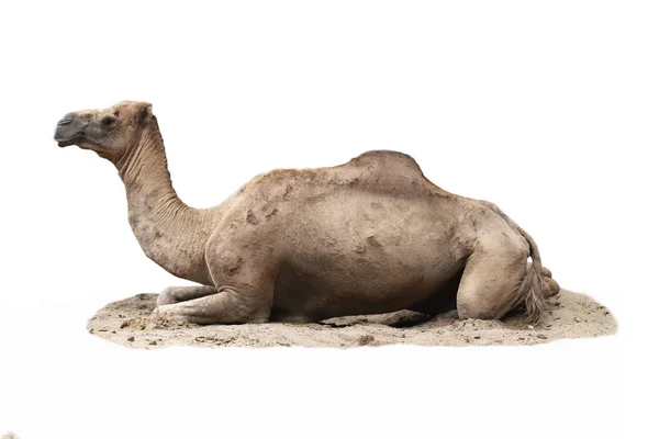 Camello árabe —  Fotos de Stock