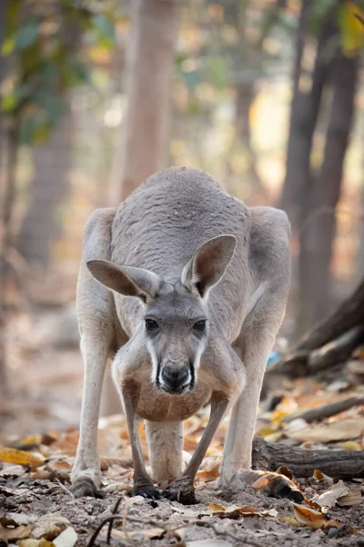 Känguru-Mutter — Stockfoto