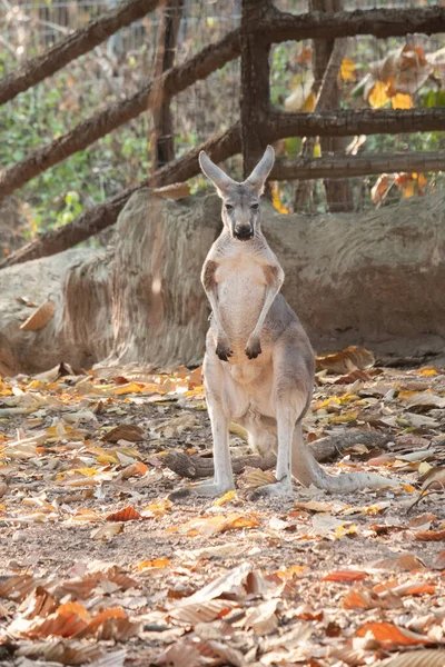 Kanguru — Stok fotoğraf