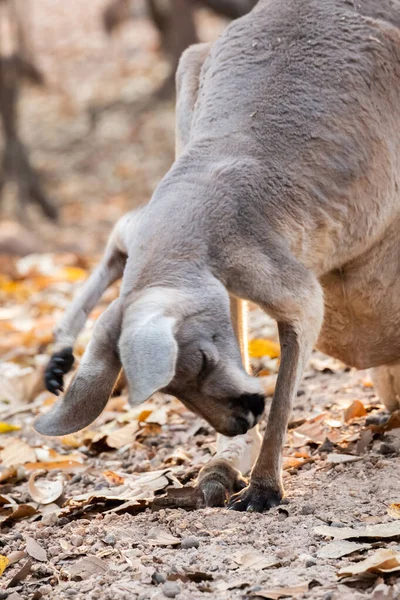 Anne kanguru — Stok fotoğraf