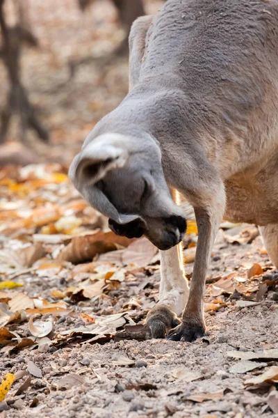 Moeder kangoeroe — Stockfoto