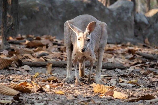 Kangoeroe — Stockfoto