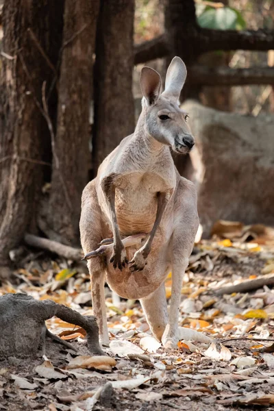 Kangur — Zdjęcie stockowe