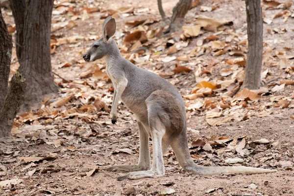 Kanguru — Stok fotoğraf