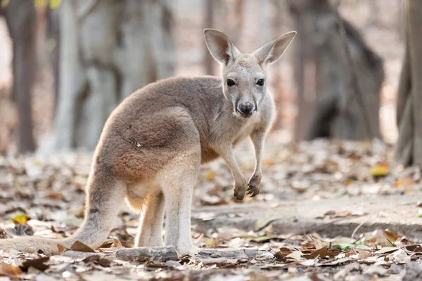 Kanguru — Stok fotoğraf