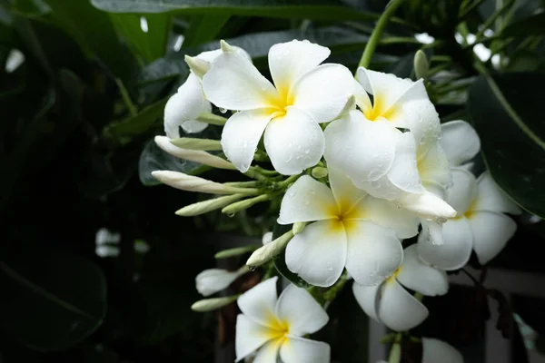 Frangipani — Stockfoto