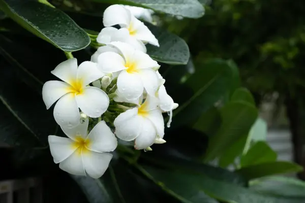 Frangipani — Stockfoto