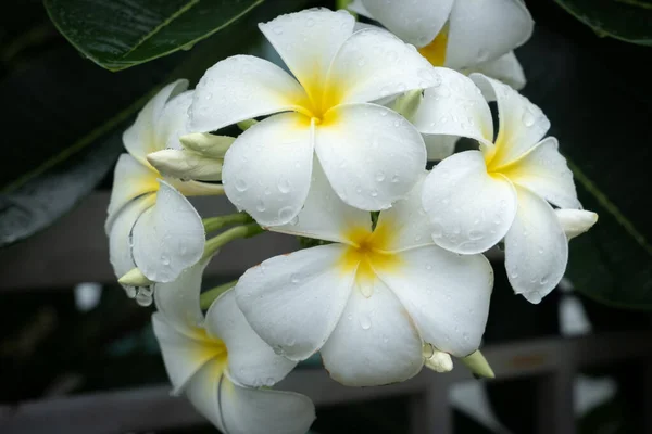 Plumeria — Zdjęcie stockowe