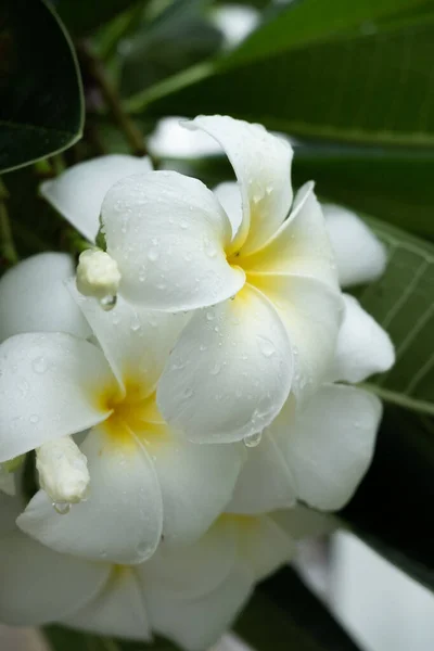 Frangipani — Stockfoto