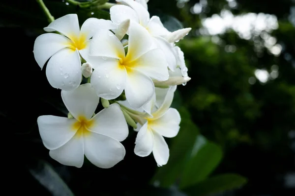 Frangipani — Stockfoto