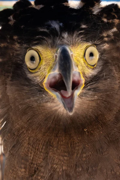 Crested Serpent-Eagle — Stockfoto