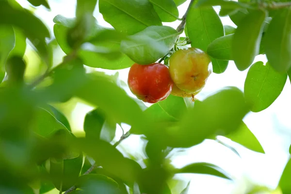 Acerola cherry — Stock Photo, Image