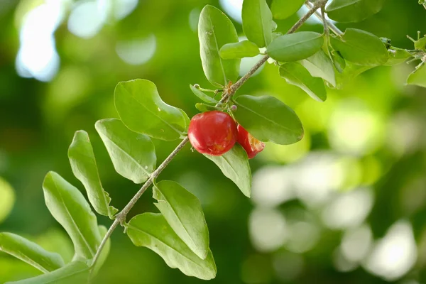 Acerola kiraz