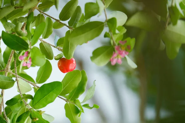 Acerola cherry — Stock Photo, Image