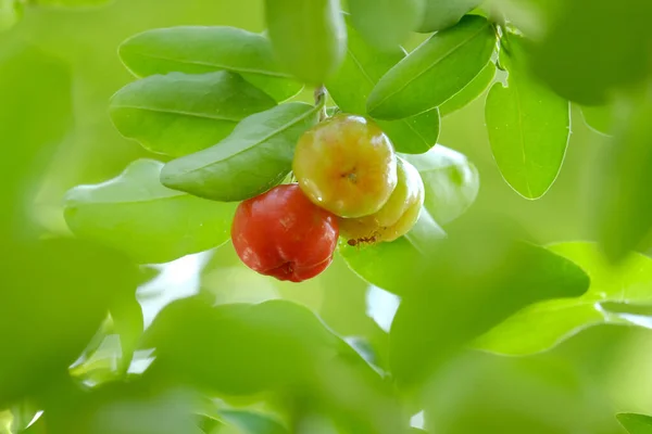 Acerola cherry — Stock Photo, Image