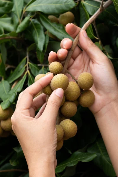 Zorgen voor het longan. — Stockfoto